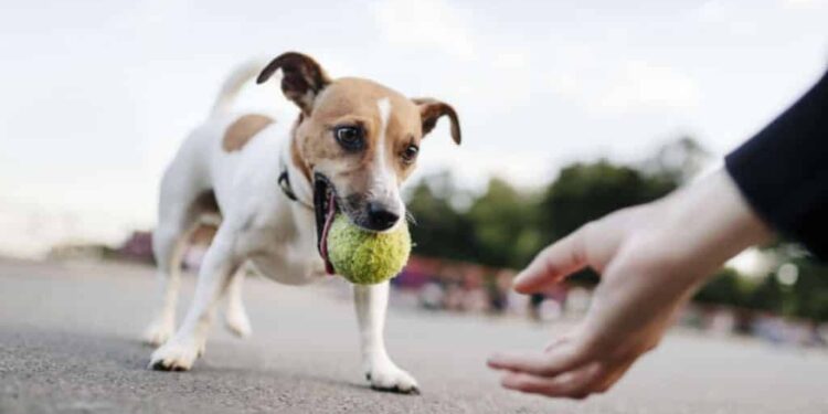 Qu'est-ce qu'un aboiement intempestif ?