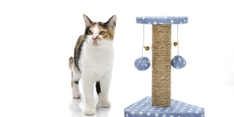 Qu'est-ce qu'un chat a besoin ?