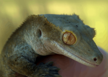 Qu'est-ce qu'un gecko peut manger ?