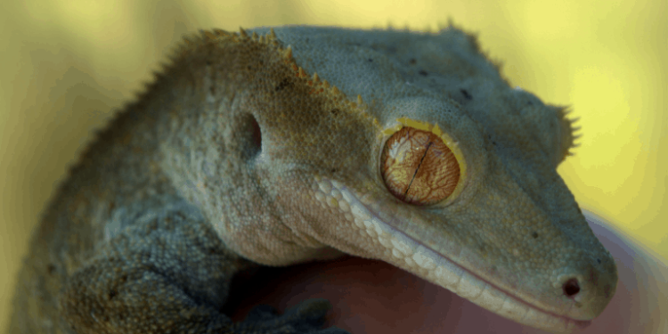 Qu'est-ce qu'un gecko peut manger ?