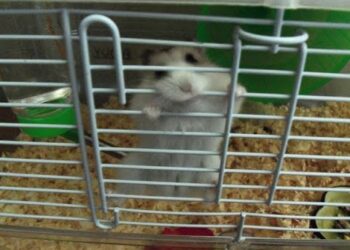 Qu'est-ce qu'un hamster peut ronger ?