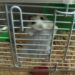 Qu'est-ce qu'un hamster peut ronger ?