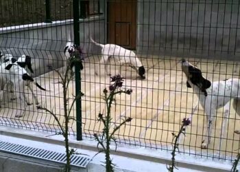 Qui Doit-on consulter avant de construire un chenil ?