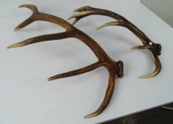 Qui achète des bois de cerf ?