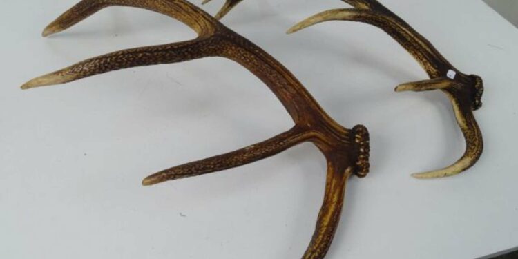 Qui achète des bois de cerf ?