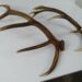 Qui achète des bois de cerf ?