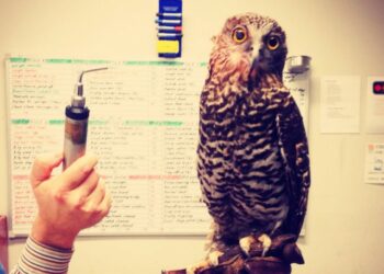 Qui aime les oiseaux ?