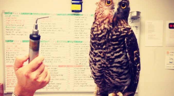 Qui aime les oiseaux ?