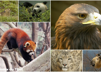 Qui donne des animaux ?