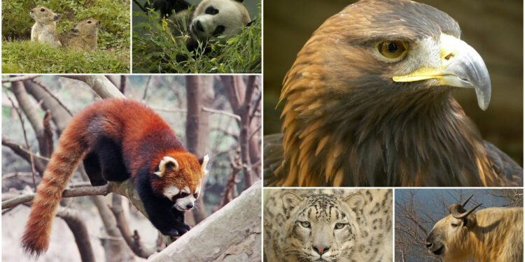 Qui donne des animaux ?