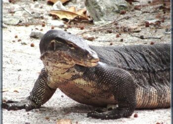 Qui donne faim en 9 lettres ?