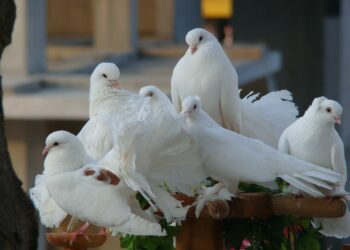 Qui est la femme du pigeon ?