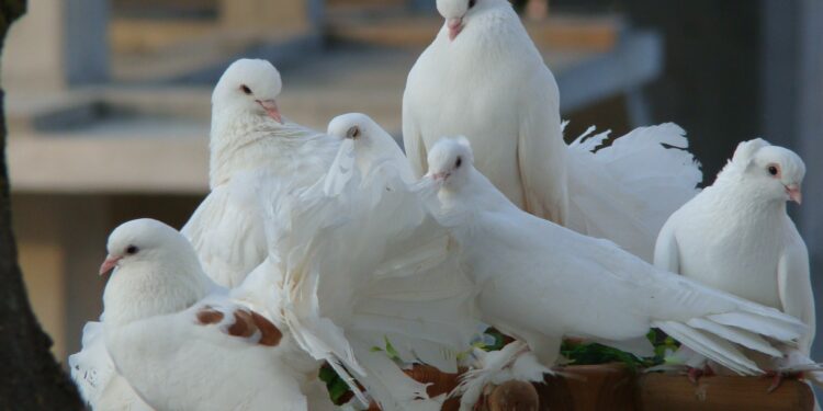 Qui est la femme du pigeon ?