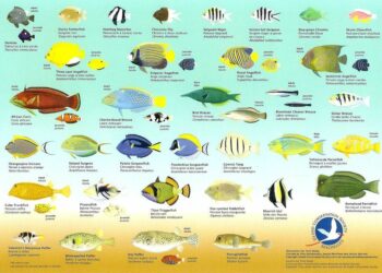 Qui est la femme poisson ?