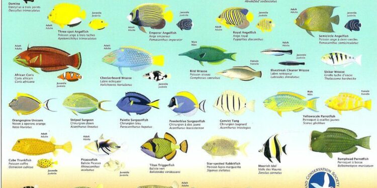 Qui est la femme poisson ?