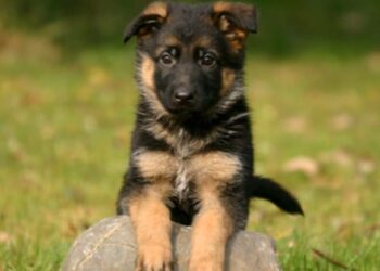 Qui est le chien le plus intelligent ?