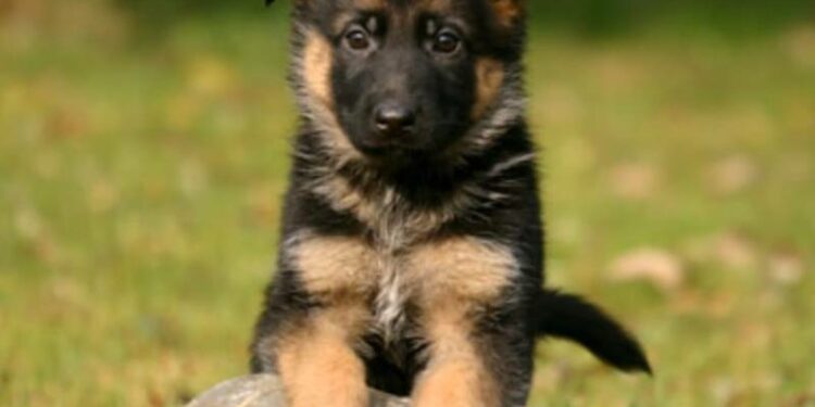 Qui est le chien le plus intelligent ?