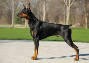 Qui est le chien le plus intelligent du monde ?