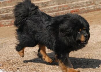 Qui est le chien le plus intelligent du monde ?