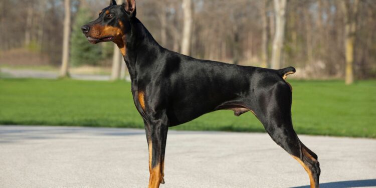 Qui est le chien le plus intelligent du monde ?