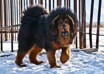 Qui est le chien le plus intelligent du monde ?