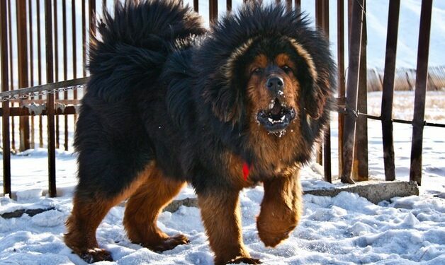 Qui est le chien le plus intelligent du monde ?