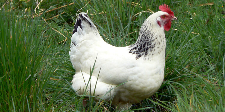 Qui est le mâle de la poule ?