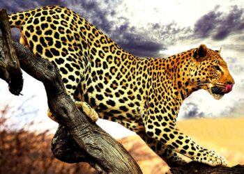 Qui est le plus fort entre le jaguar et le guépard ?