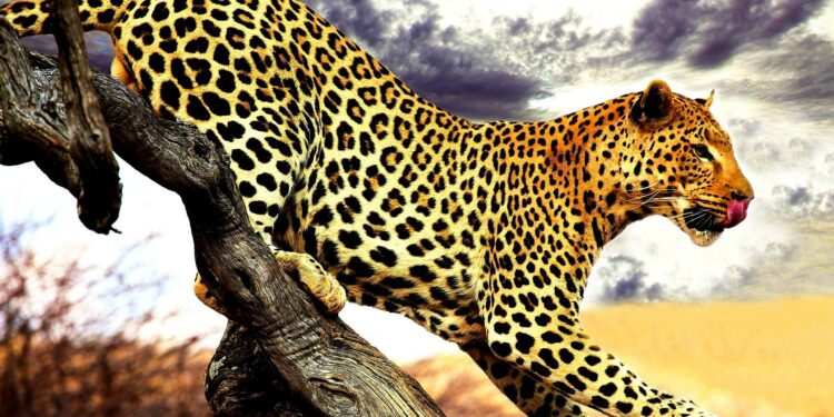 Qui est le plus fort entre le jaguar et le guépard ?