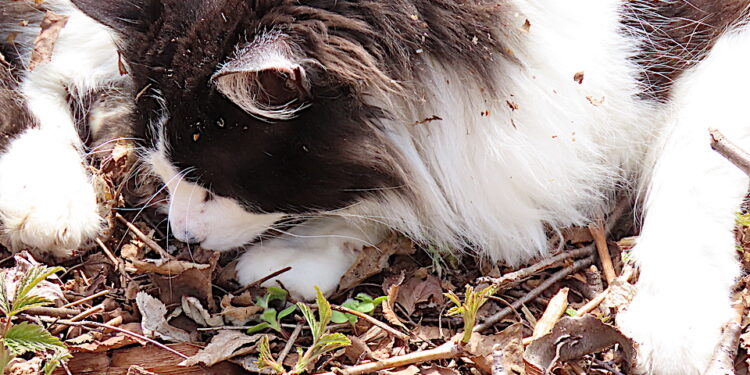 Qui est le plus intelligent entre le chien et le chat ?