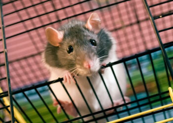 Qui est le plus intelligent entre le rat et la souris ?