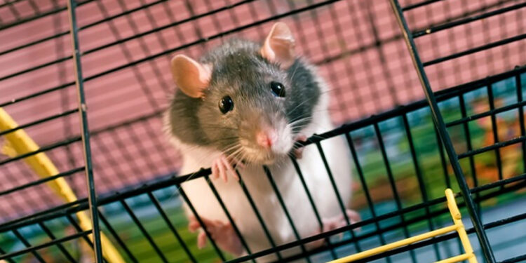 Qui est le plus intelligent entre le rat et la souris ?