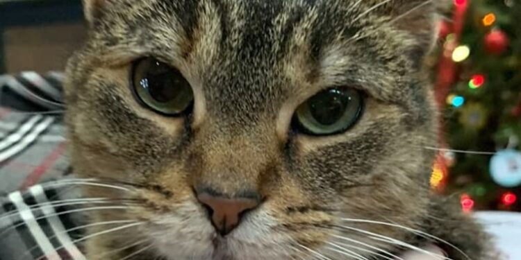 Qui est le plus propre chien ou chat ?