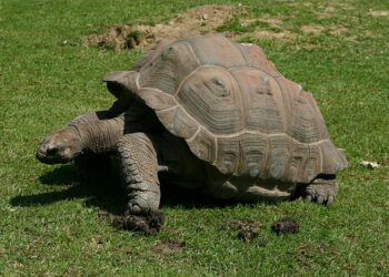 Qui est le prédateur de la tortue ?