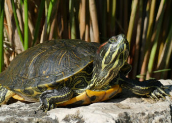 Qui est le prédateur de la tortue de Floride ?