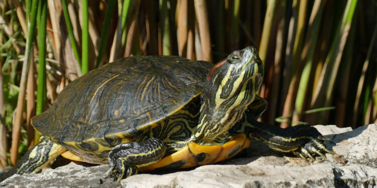 Qui est le prédateur de la tortue de Floride ?