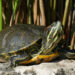 Qui est le prédateur de la tortue de Floride ?