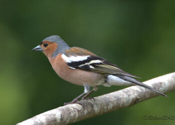 Qui est l'oiseau qui annonce le printemps ?