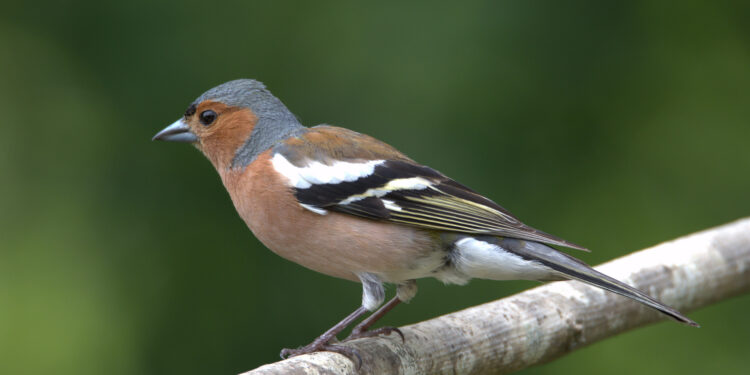 Qui est l'oiseau qui annonce le printemps ?