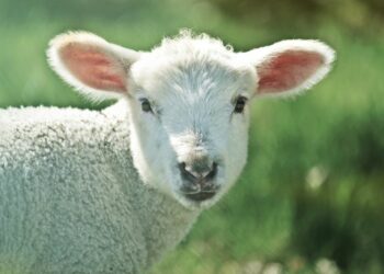 Qui est un animal carnivore ?