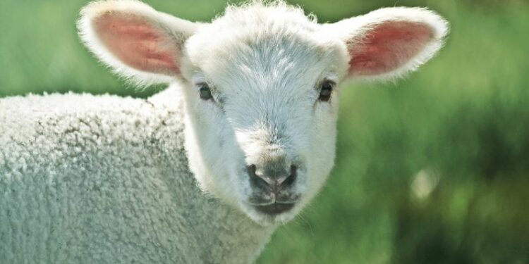 Qui est un animal carnivore ?