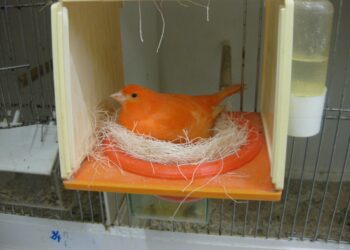 Qui fait le nid chez le canari ?