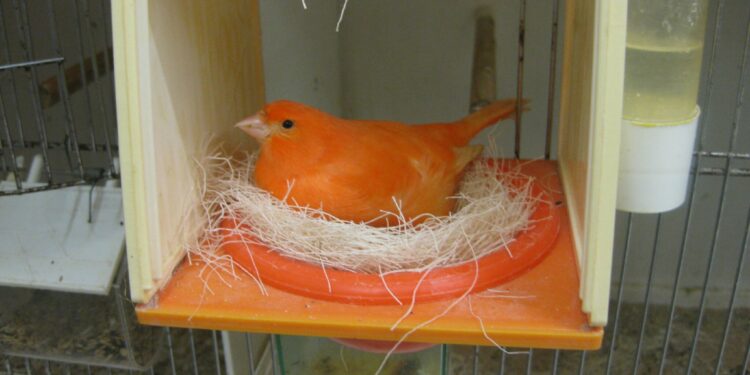 Qui fait le nid chez le canari ?