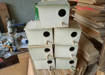 Qui fait le nid chez les perruches ?