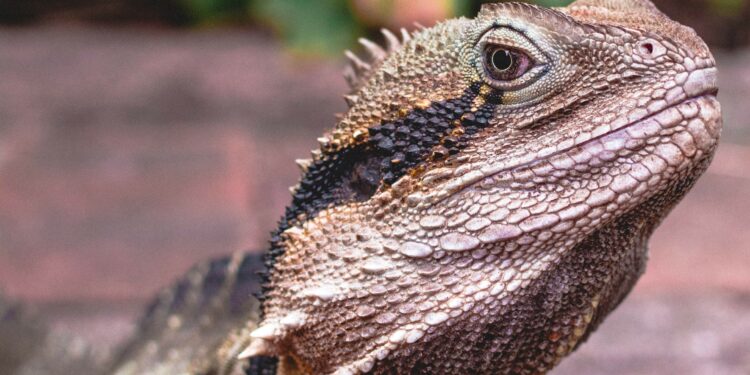 Qui fait partie de la famille des reptiles ?