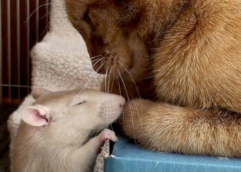 Qui gagne entre un rat et un chat ?