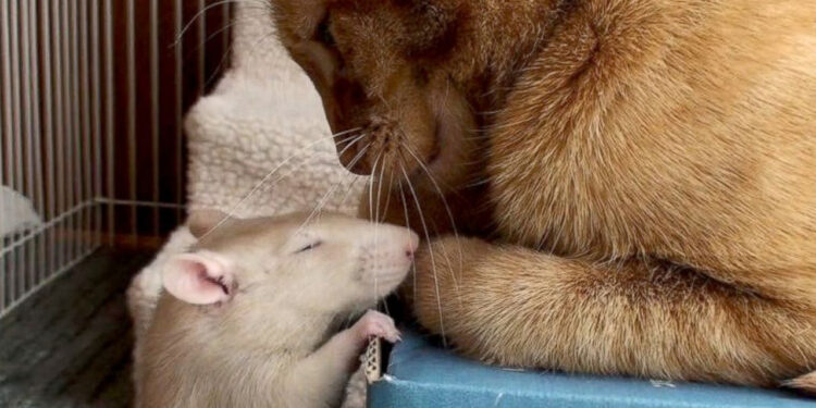 Qui gagne entre un rat et un chat ?