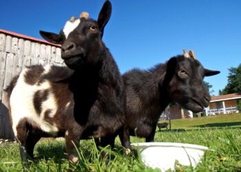 Qui habite dans un antre ?