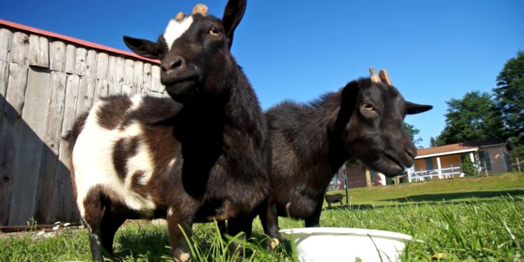 Qui habite dans un antre ?