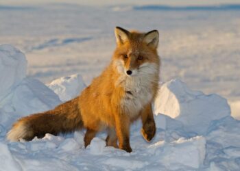 Qui hiberne et qui hiberne ?